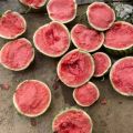 8424 美都麒麟西瓜 产地夏邑 大棚头茬西瓜 诚信代办 代发