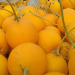 山东莘县洋香瓜生产基地,脆宝