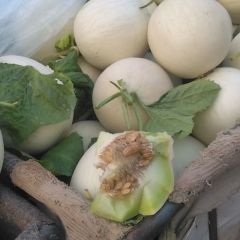 山东莘县玉菇洋香瓜生产基地