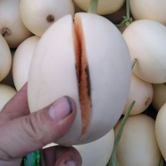 山东莘县东方密洋香瓜生产基地