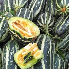 山东莘县洋香瓜博洋九生产基地