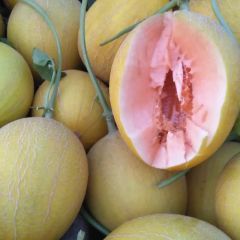 山东莘县脆蜜洋香瓜生产基地