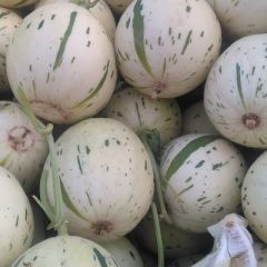 山东莘县蜜露洋香瓜生产基地