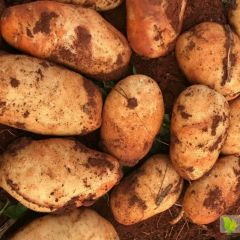 精品丽薯六号 六号的可以联系我