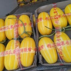 山东莘县洋香瓜生产基地