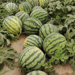 河南夏邑哪儿美都西瓜上市了/今日产地批发多钱一斤