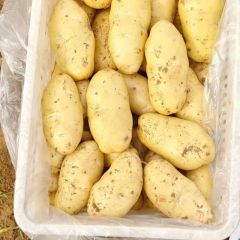 山东土豆，济南土豆，黄皮黄肉荷兰十五土豆大量供应
