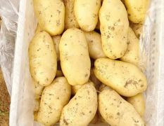 山东土豆，济南土豆，黄皮黄肉荷兰十五土豆大量供应