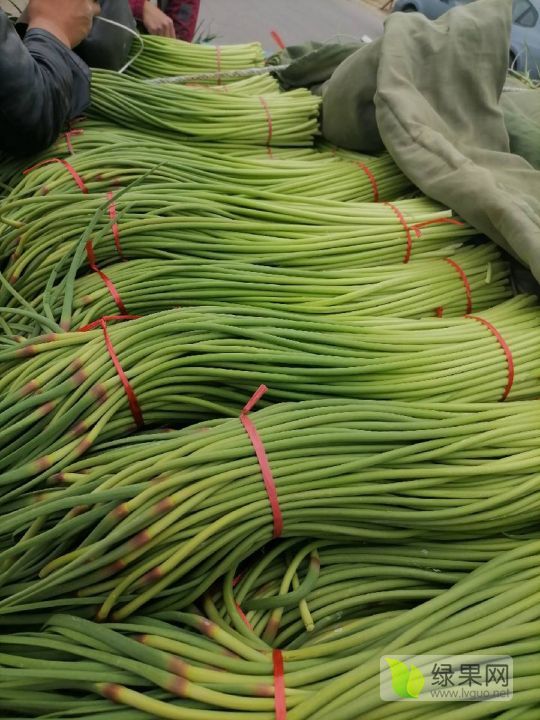 2019年山东金乡蒜苔价格