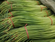 金乡红帽蒜苔，常年供应电商，超市，市场，保质保量，代发全国。