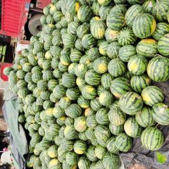 云南甜王西瓜 二批3毛一斤