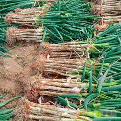 长白小叶子大葱产地直供