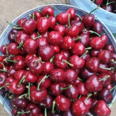 安丘市红灯美早先锋大量上市！