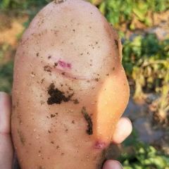 云南优质土豆，质量保证