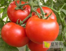 河南义马市纯天然水浇灌西红柿低价批发，大量上市！