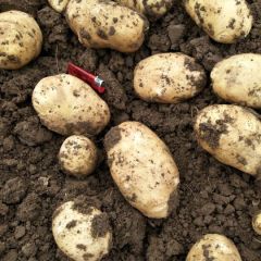 黄心黄肉土豆，口感好，无青头无虫眼无机械伤