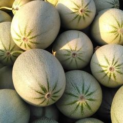 山东莘县洋香瓜生产基地