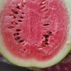 聊城许营镇西瓜已上市