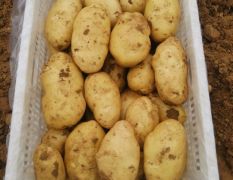 大量供应肥城荷兰十五土豆