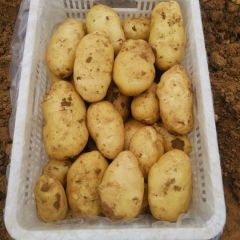 大量供应肥城荷兰十五土豆