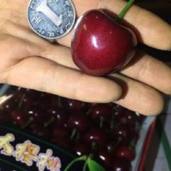 陕西大棚樱桃供应车厘子批发货源充足量大从优电商直供