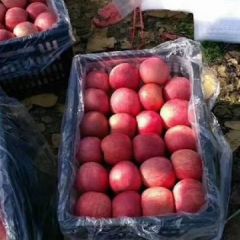 陕西精品红富士苹果价格批发