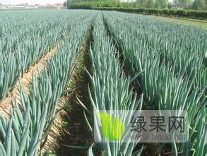 大量供应大葱葱苗