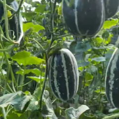 博阳甜瓜大量上市