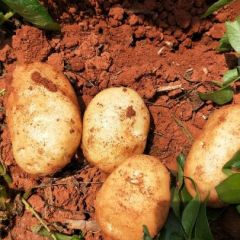 云南省文山市丘北县大户直销看货再买!