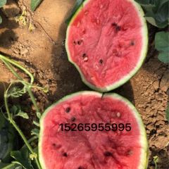 山东甜王西瓜产地直供.