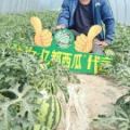亿都西瓜大量上市中，河南夏邑基地