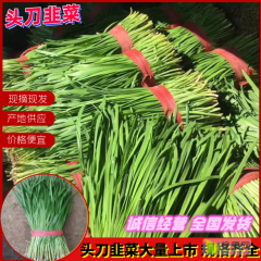 如何找河南开封韭菜代办 、河南开封韭菜产地在哪里