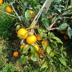 广西永福县沃柑 产地直供，洗果打腊找车一条龙服务