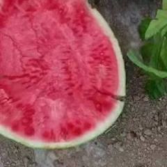 刘宇瓜果蔬菜代办代发中心