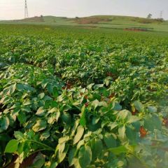 土豆种植面积大