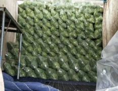 鲁南最大的蔬菜基地甘蓝花菜大量上市，