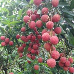 专业为荔枝电商抖音直播带货代收荔枝代购荔枝