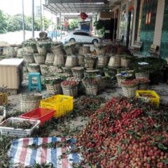 2021年茂名供应妃子笑荔枝 代办代购荔枝