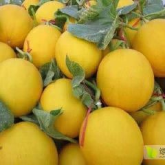 山东省聊城莘县代理收瓜香瓜供应商