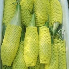 山东省济南市平阴县甜瓜羊角蜜精品博洋61