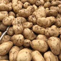 云梦土豆欢迎各地新老客户实地考察共赢