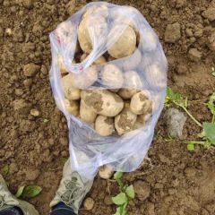 精品土豆大量上市产地直发