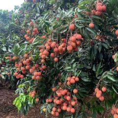 有想法的老板可以联系，价格优惠价格美丽果头大非常漂亮。