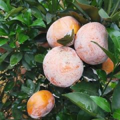 广西茂谷柑 个大均匀红度好