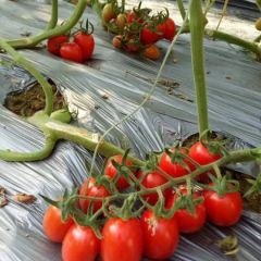 爆浆圣女果甘甜甘甜