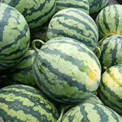 广西南宁供应甜王西瓜