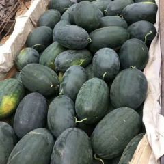 广西南宁市供应黑美人西瓜