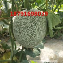 大荔县日本梅陇甜瓜产地批发