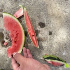 砀山 有籽美都，大量现货