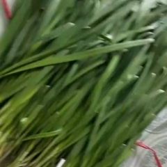 金沟韭菜,常年有货